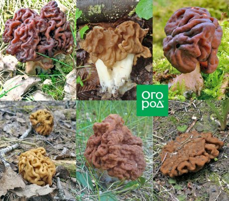 Малоизвестные съедобные грибы: строчки и сморчки